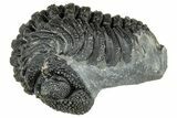 Long, Curled Morocops Trilobite - Morocco #323517-1